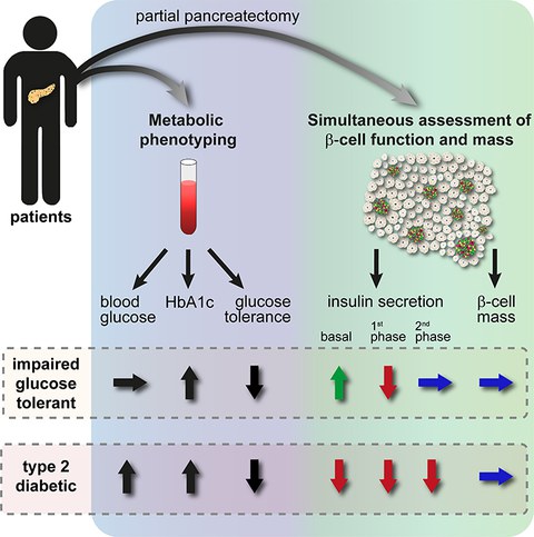 Graphical Abstract Cohrs et al.2020