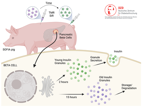 Schematic representation of the new SOFIA pig for age-dependent in vivo labeling of insulin granules.