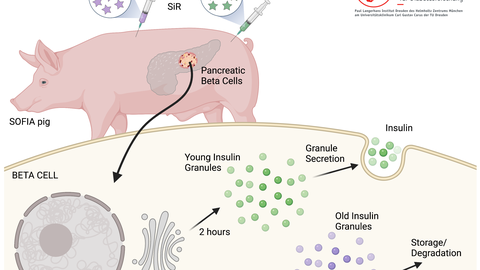 Schematische Darstellung des neuen SOFIA Schweins für die altersabhängige in vivo Markierung von Insulingranula