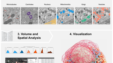 Workflow beginnend mit vEM-Daten, gefolgt von organellenspezifischer Segmentierung, räumlicher Analyse der Daten und 3D-Rendering der Ergebnisse. Die Schritte Analyse, Plotten und 3D-Rendering können über Album durchgeführt werden. 