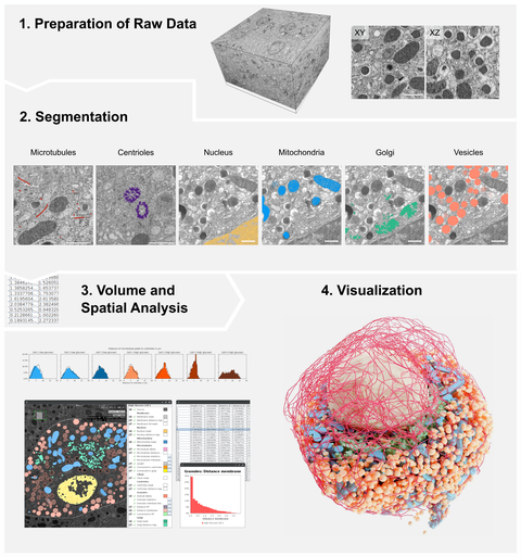 Workflow beginnend mit vEM-Daten, gefolgt von organellenspezifischer Segmentierung, räumlicher Analyse der Daten und 3D-Rendering der Ergebnisse. Die Schritte Analyse, Plotten und 3D-Rendering können über Album durchgeführt werden. 