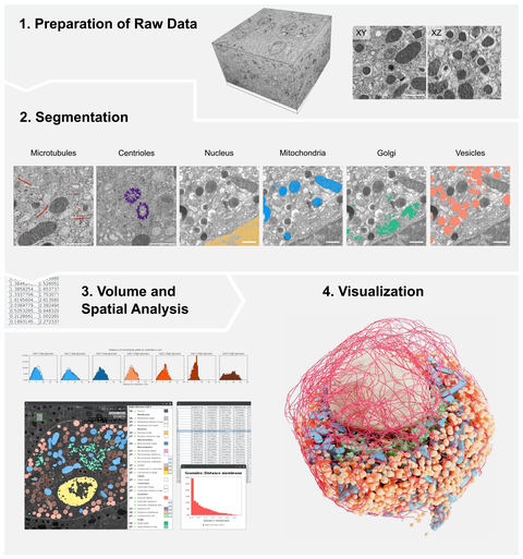Workflow starting with vEM data followed by organelle-specific segmentation, spatial analysis of the data and 3D rendering of the results. Analysis, plotting and 3D rendering steps can be performed via Album. 