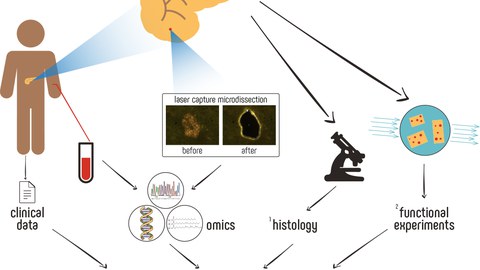 Graphical Abstract Molecular Metobolism