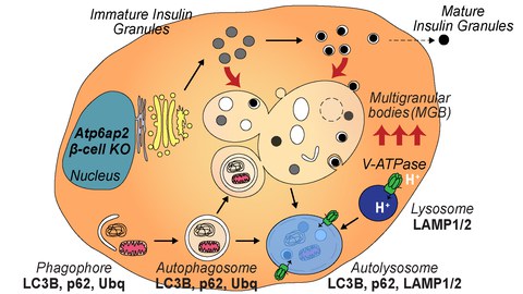 Graphical Abstract Binger et al.2019 PNAS