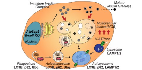 Graphischer Abstract Binger et al.2019 PNAS