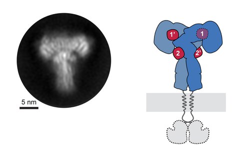 CryoEM der Ektodomäne des Insulinrezeptors