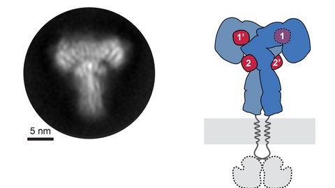 CryoEM ectodomaine insulin receptor