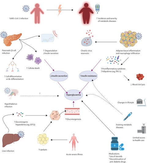 Faktoren, die zur Entwicklung oder Verschlimmerung von Diabetes bei Patienten mit SARS-CoV-2-Infektion beitragen.