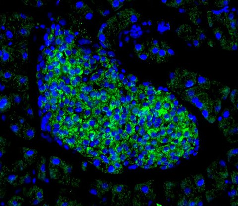 Islet of Langerhans with the Wnt4 staining in green and the cell nuclei in blue.