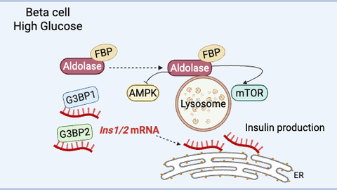 Graphical abstract of the publication