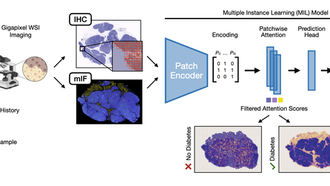 DIADEM graphical abstract
