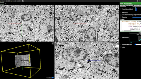 Screenshot der Website https://openorganelle.janelia.org mit den xyz-Navigationsfenstern und der 3D-Ansicht eines Volumens von pankreatischen Betazellen.