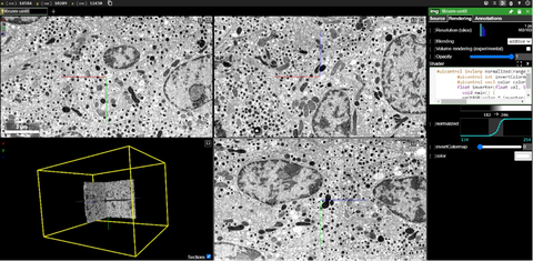 Screenshot of the https://openorganelle.janelia.org website with the xyz navigation windows and 3D view of a volume of pancreatic islet beta cells.