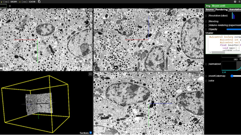 Screenshot of the https://openorganelle.janelia.org website with the xyz navigation windows and 3D view of a volume of pancreatic islet beta cells.