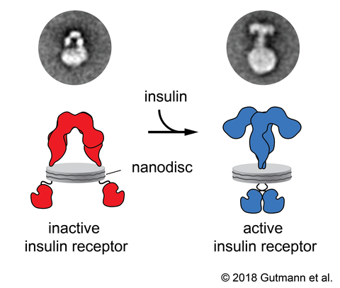 Gutmann et al JCB