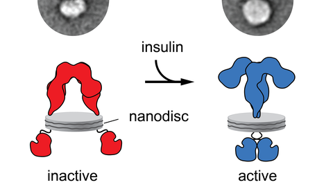 Gutmann et al JCB