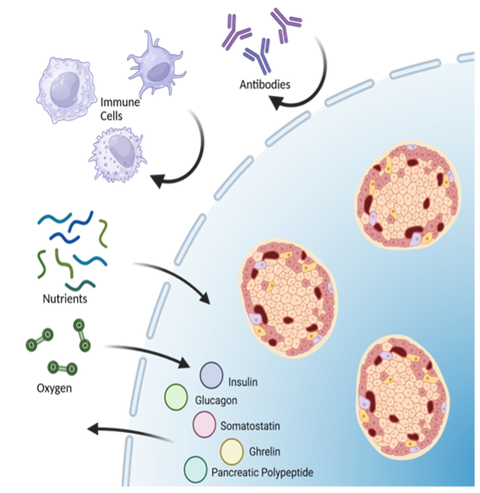 Design of an encapsulation device to house islets for transplantation and the treatment of type 1 diabetes.  The devise allows exchange of nutrients, oxygen and hormones while shielding islets from the immune system.