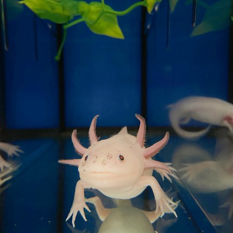 Axolotl im Aquarium