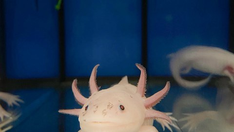 Axolotl im Aquarium