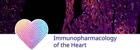 Immunfluoreszenzbild Herz