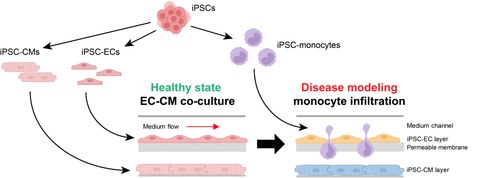 Differenzierung von Endothelzellen, Kardiomyozyten und Monozyten aus humanen induzierten pluripotenten Stammzellen, und deren Einsatz in Multi-Organ-on-Chip Modellen