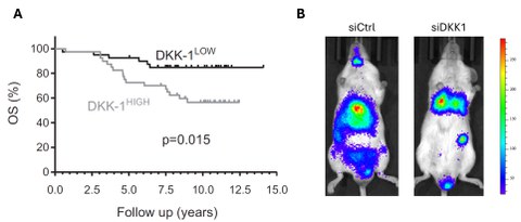 Research Rachner CAMINO
