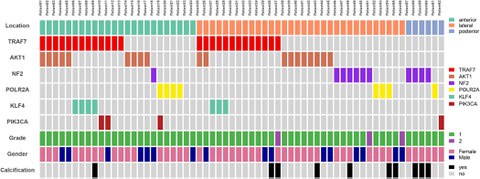 Summary of clinical features and molecular alterations of 62 FM meningiomas.