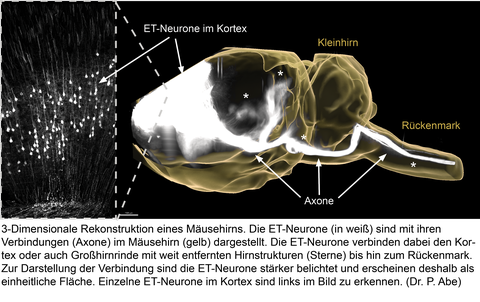 Dreidimensionale Rekonstruktion eines Mäusehirns