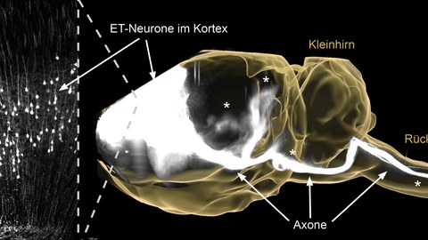 Neuronale Netzwerke