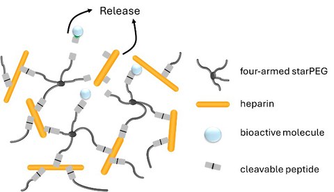 Grafik zur smarten Stentbeschichtung