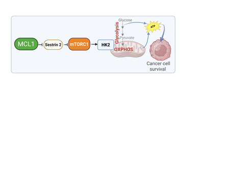 Wirkmeachnismus Protein MCL1