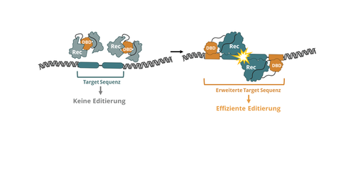 Modell einer DNA-bindenden Domäne-konditionierenden Rekombinase