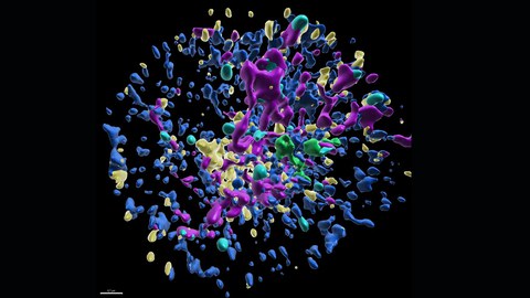 Dreidimensionale Innenansicht eines Neutrophilen. Die Grafik zeigt farblich markierte Zellorganellen: blaues endoplasmatisches Retikulum, gelbe Lysosomen, violette Mitochondrien, cyanfarbene Lipidtröpfchen und einen grünen Golgi‑Apparat.