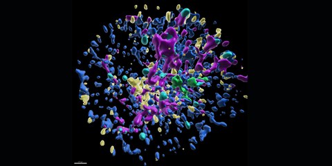 Dreidimensionale Innenansicht eines Neutrophilen. Die Grafik zeigt farblich markierte Zellorganellen: blaues endoplasmatisches Retikulum, gelbe Lysosomen, violette Mitochondrien, cyanfarbene Lipidtröpfchen und einen grünen Golgi‑Apparat.