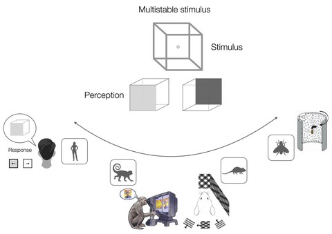 Oben: Abbildungen von einem Würfel von verschiedenen Perspektiven (vorne, hinten). Unten: In einer Reihe Symbole für Menschen, Affen, Maus und Fliege; neben jedem Symbol wird abgebildet, wie sich die Wahrnehmung für die jeweilige Art unterscheidet.