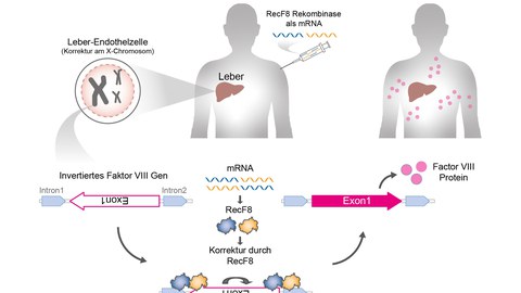 Designer-Rekombinase RecF8 zur Korrektur der Gen-Inversion im F8-Gen