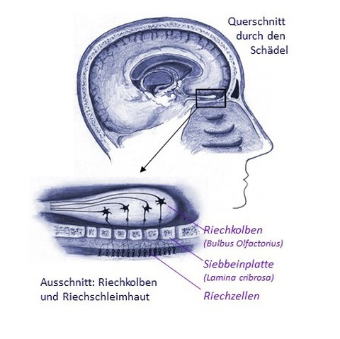 Riechzellen