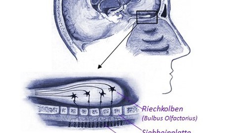 Riechzellen