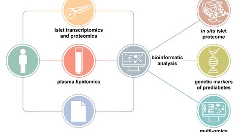 Neue Studie zeigt heterogene Entwicklung der Betazellen zum Typ-2-Diabetes