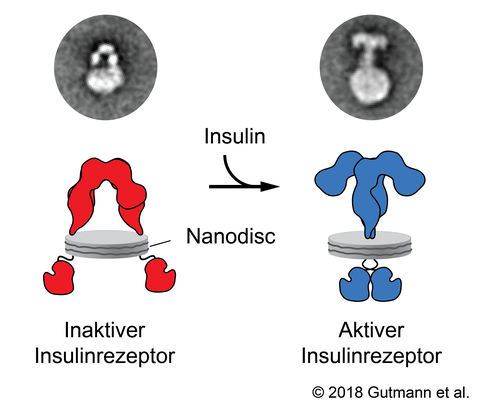 Hormon aktiviert Rezeptor, Adaptiert von Gutmann et al. (2018), Journal of Cell Biology;.png