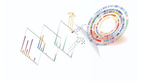 Neues Shotgun-Lipidomics-Verfahren