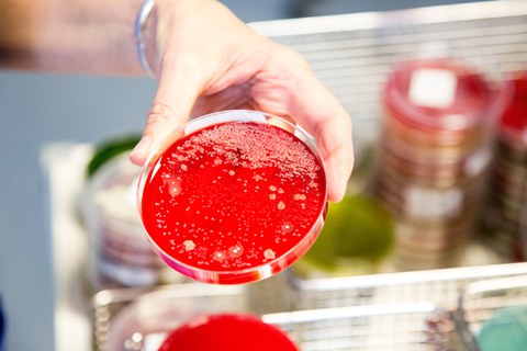 Institut für Virologie