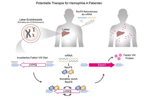 Designer-Rekombinase RecF8 zur Korrektur der Gen-Inversion im F8-Gen
