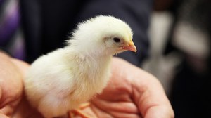 Küken Geschlechterbestimmung