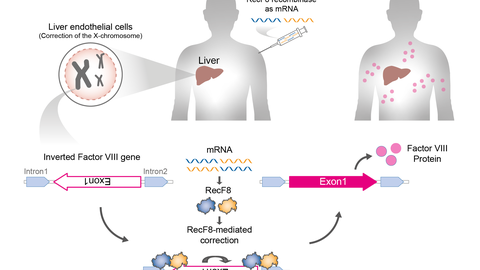 Schematische Darstellung der möglichen Anwendung der Designer-Rekombinase RecF8 zur Korrektur der Gen-Inversion im F8-Gen. Der Ablauf der einzelnen Schritte ist durch Pfeile dargestellt. 