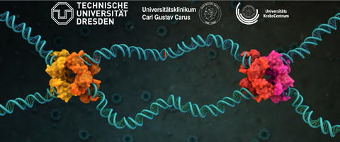 Rekombinase Technologie