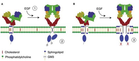 EGF signaling