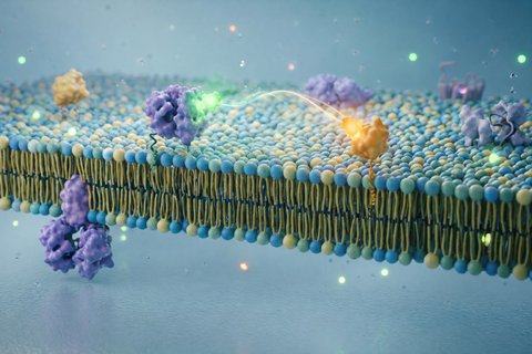 proteins SLB