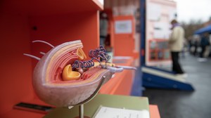 Rekonstruktion einer grampositiven Bakterienzelle von Original SOMSO® Modelle, ausgestellt in Wanderausstellung Bakteriopolis