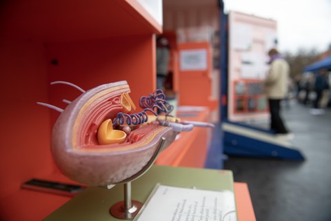 Rekonstruktion einer grampositiven Bakterienzelle von Original SOMSO® Modelle, ausgestellt in Wanderausstellung Bakteriopolis